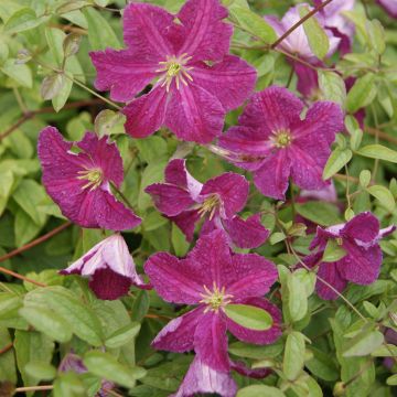 Clematis viticella Abundance - Waldrebe