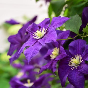 Clematis viticella Aotearoa - Waldrebe