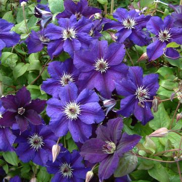 Waldrebe Happy Birthday (Jewel of Merk) - Clematis