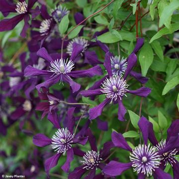 Waldrebe Panther - Clematis