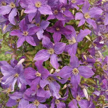 Clématite - Clematis viticella Sunny Sky