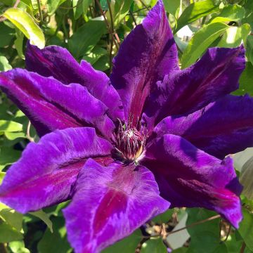 Waldrebe Wildfire - Clematis