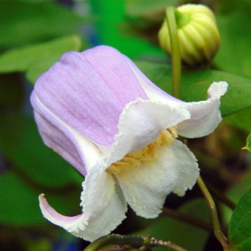 Waldrebe Annabella - Clematis