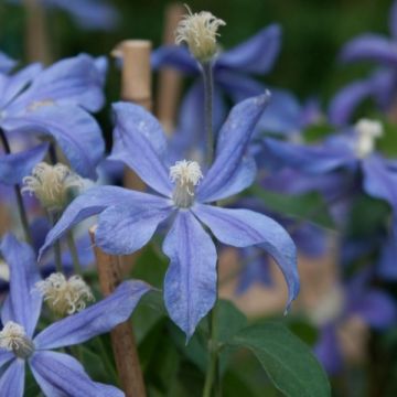 Clématite - Clematis Arabella