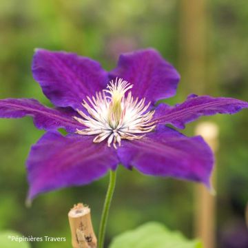 Waldrebe Black Tea - Clematis