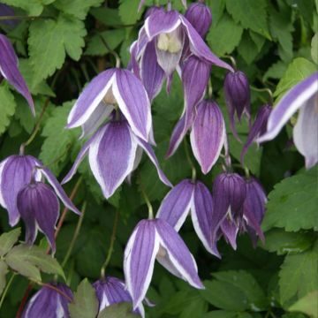 Waldrebe Blue Eclipse - Clematis