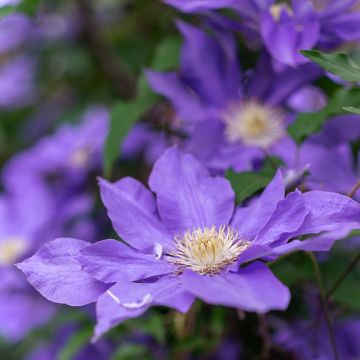 Waldrebe Couronne Royale - Clematis