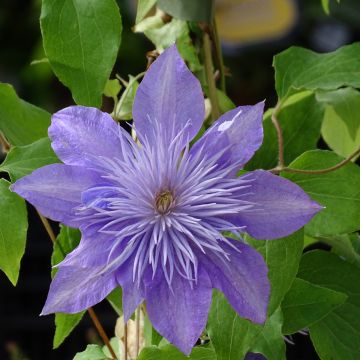 Waldrebe Crystal Fountain - Clematis