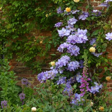 Clématite - Clematis Diamantina