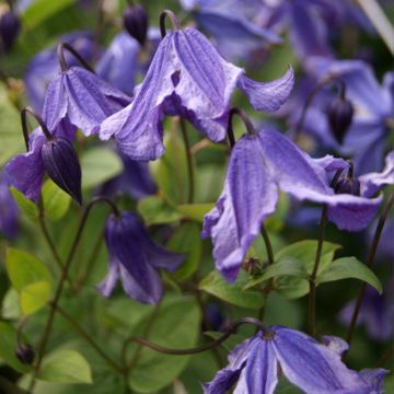 Waldrebe Eriostemon - Clematis