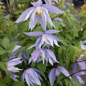 Waldrebe Eximia - Clematis