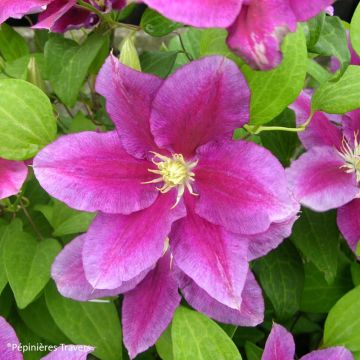 Waldrebe Hania - Clematis