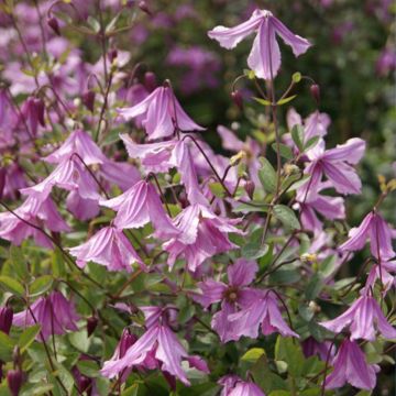 Waldrebe Hendryetta - Clematis