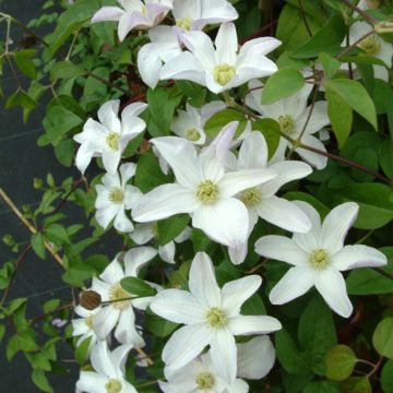 Waldrebe Huldine - Clematis