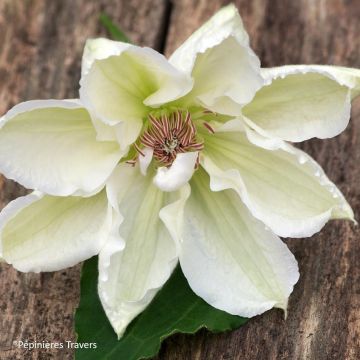 Waldrebe Mrs. Georges Jackman - Clematis