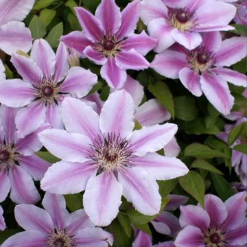 Clematis lanuginosa Nelly Moser - Waldrebe