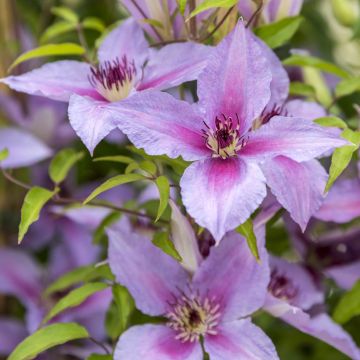 Waldrebe Proud Mary - Clematis