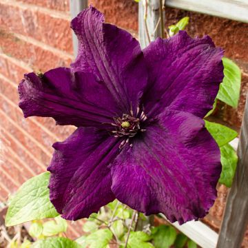 Clématite - Clematis Rasputin