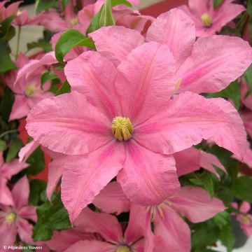 Waldrebe Rosamunde - Clematis