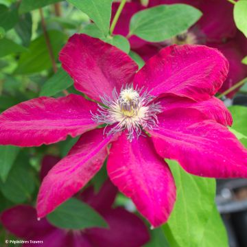 Waldrebe Solidarnosc - Clematis