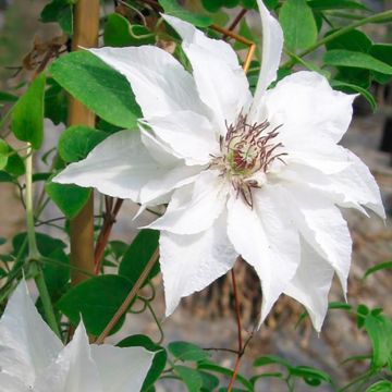 Waldrebe Sparkler - Clematis