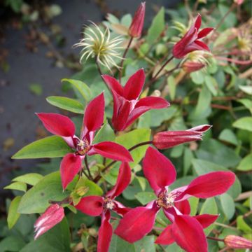 Clématite - Clematis Texensis Gravetye Beauty