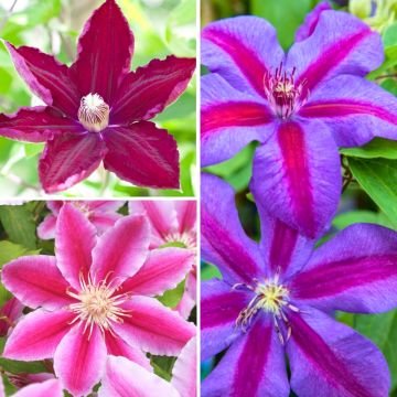 Waldrebe Mix Red - Clematis