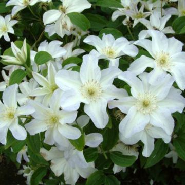 Waldrebe Yukikomachi - Clematis