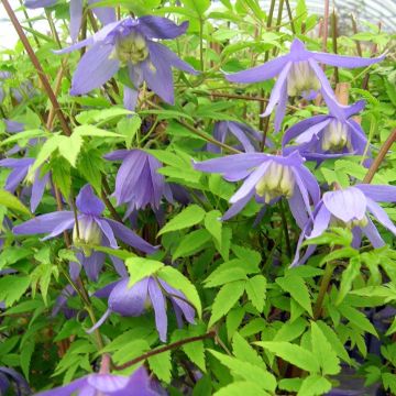 Clematis alpina - Alpen-Waldrebe