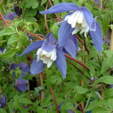 Waldrebe Francis Rivis - Clematis