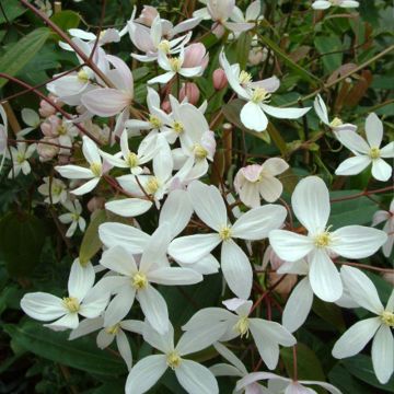 Clematis armandii Apple Blossom - Immergrüne Waldrebe