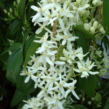 Clematis armandii Little White Charm - Immergrüne Waldrebe