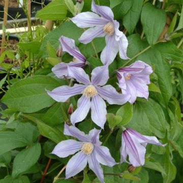 Waldrebe Clematis River Star - Clematis