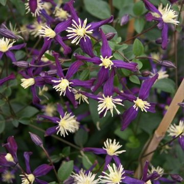 Clématite - Clematis flammula Aromatica