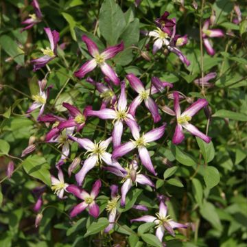 Clematis flammula rubromarginata - Waldrebe