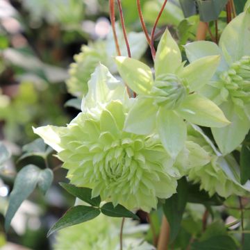 Clematis florida alba plena - Waldrebe