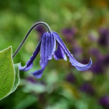 Clematis integrifolia Baby Blue - Stauden-Waldrebe