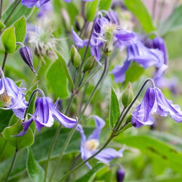 Clematis integrifolia - Stauden-Waldrebe