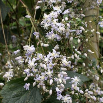 Clematis jouiniana Robert Brydon - Waldrebe