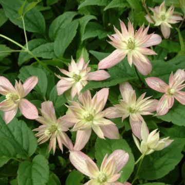 Clématite - Clematis montana Marjorie