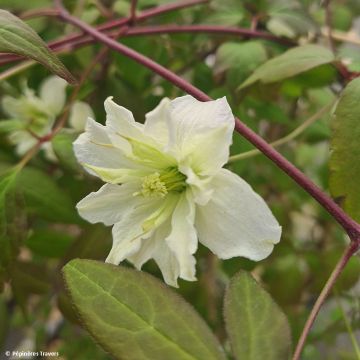 Clematis montana Starlet White Perfume - Berg-Waldrebe