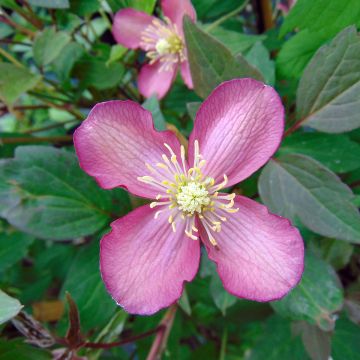 Clematis montana Van Gogh - Berg-Waldrebe