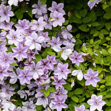 Waldrebe Mandy - Clematis