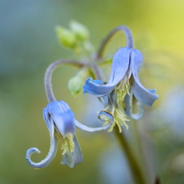 Waldrebe stans - Clematis