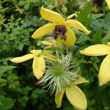 Clématite - Clematis tangutica Golden Harvest