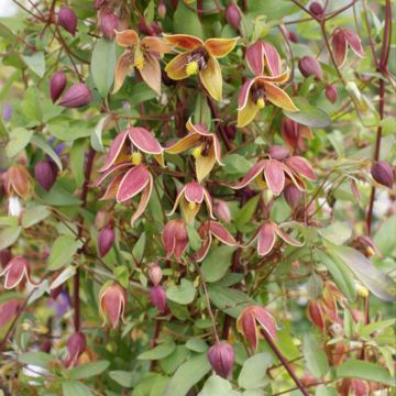 Clematis tangutica My Angel - Gold-Waldrebe