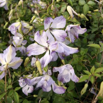 Clématite - Clematis viticella Caerulea Luxurians