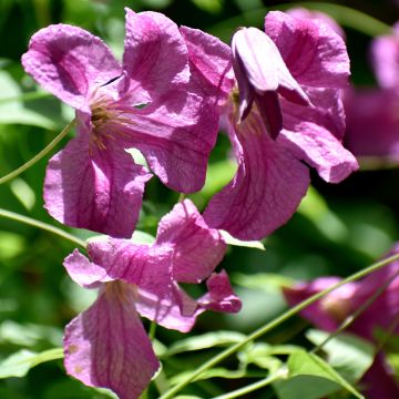 Waldrebe Krakowiak - Clematis