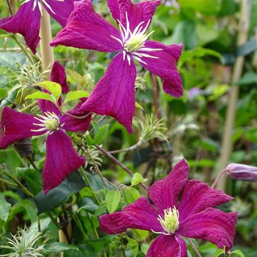 Clématite - Clematis viticella Mme Julia Correvon