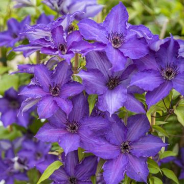 Waldrebe Viva la Vida - Clematis